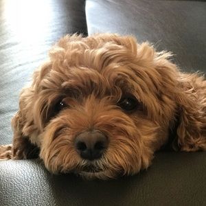 Meet your Posher, Marissa